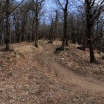 Castagneto di Montefallonio